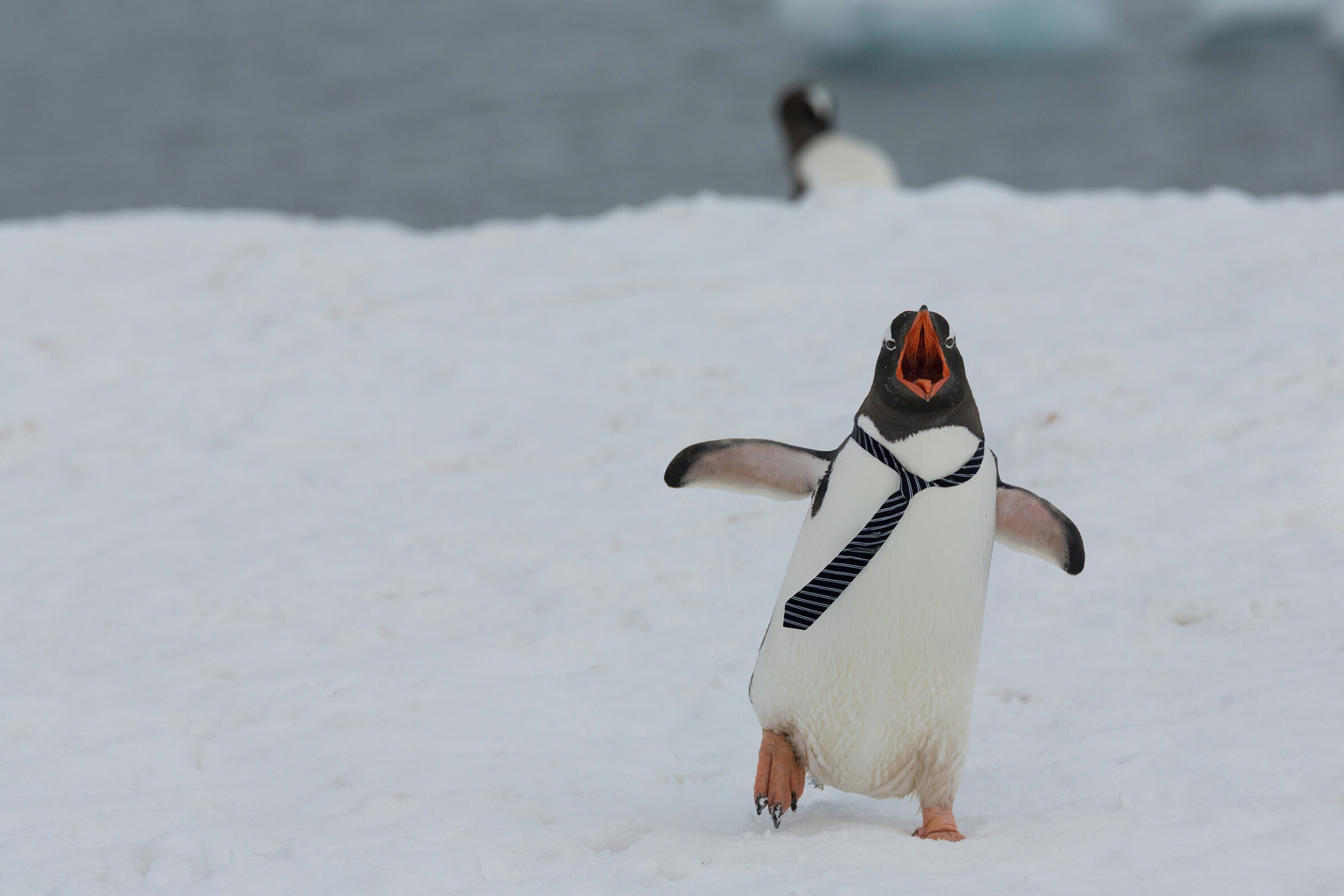Un pingouin avec une cravate court, énervé