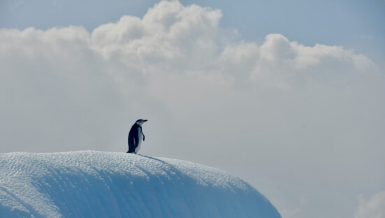 Un pingouin face à la mer