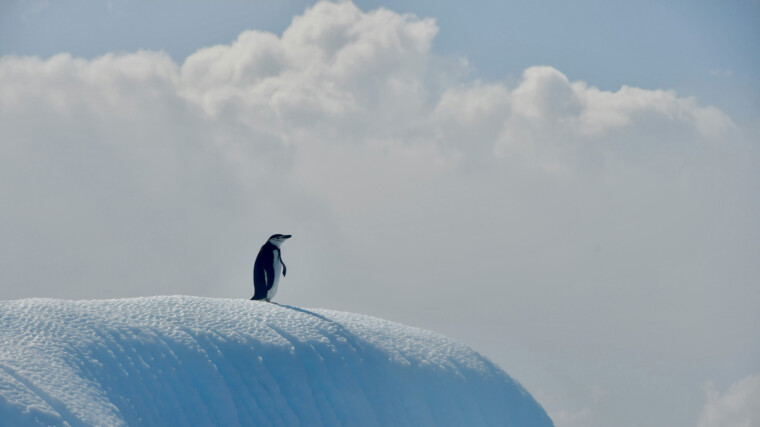 Un pingouin face à la mer