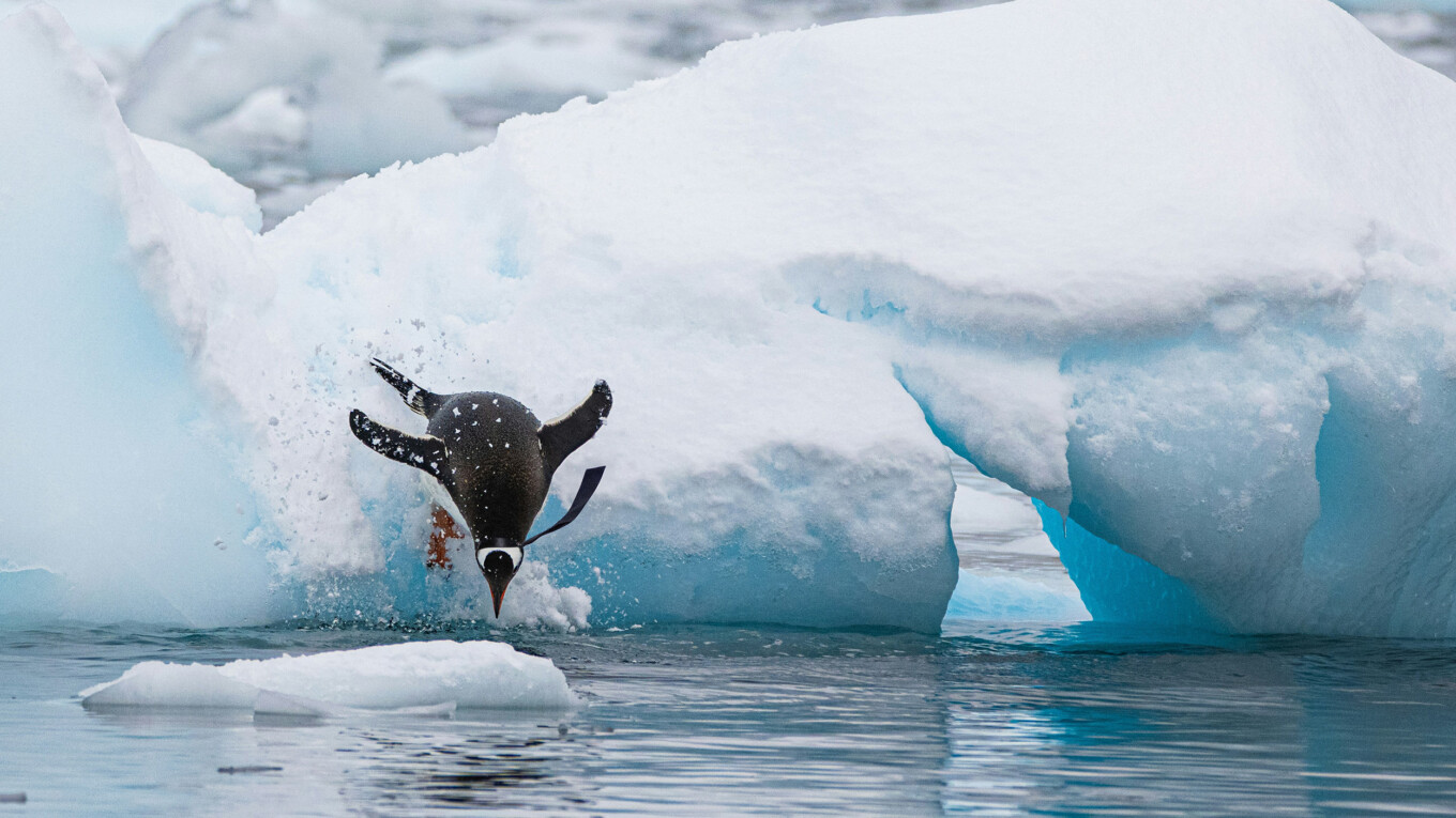 Un pingouin plonge dans l'eau